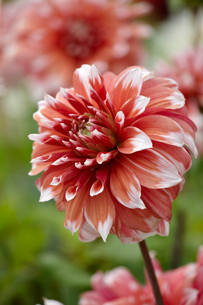 Dahlia Cactus Frost Nip 1-pakk